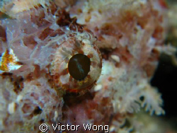 Scorpion fish at bunaken island by Victor Wong 